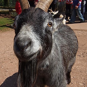 Paignton Zoo - Goat - Joe Lanman
