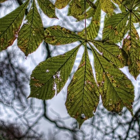 Leaves - l.bailey_beverley