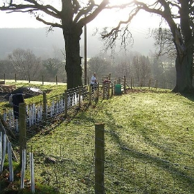 Tree Planting, Beckfoot - Robbo-Man