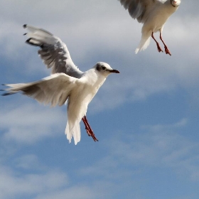 Sea guls' flight (Bournemouth beach, UK) - Victor Dee