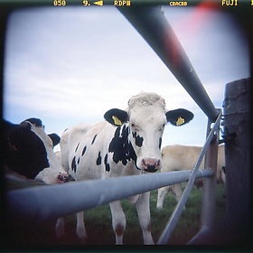 More Cows at Steart - boliston