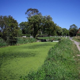 Chichester canal towards Donnington - Margaret Anne Clarke