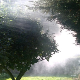 Low flying cloud in orchard - Ed.ward