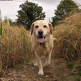 Barley in wheat - Ed.ward