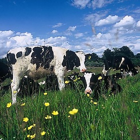 Cows - Ed.ward