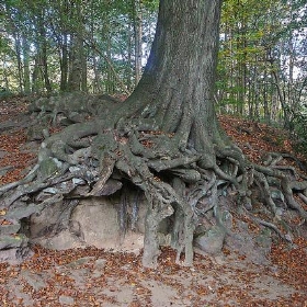 Roots - Tim Green aka atoach