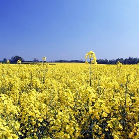 Fields of Gold - Lee Jordan