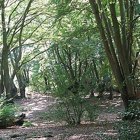 My Back Yard - Martin Yelverton