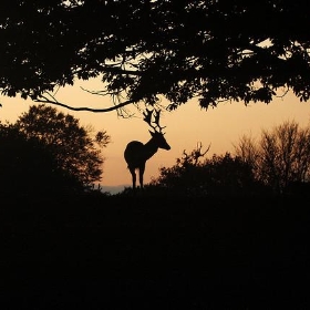 Deer in Knole Park - exfordy