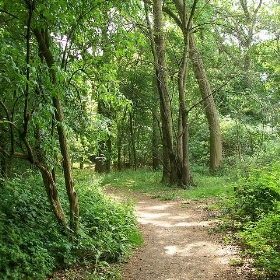 Serpentine Wood, Stevenage - anemoneprojectors