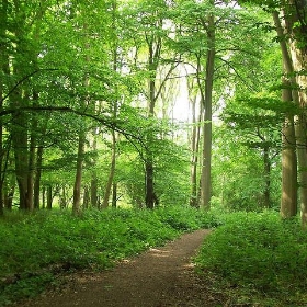 Brooches Wood, Stevenage - anemoneprojectors