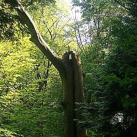 Pryor's Wood, Stevenage - anemoneprojectors