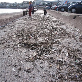 Torquay Seagull massacre of 2007 - Watt_Dabney