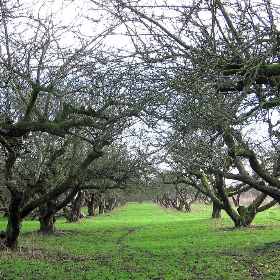 The Old Apple Orchard, Wisbech St. Mary - scrumpyboy