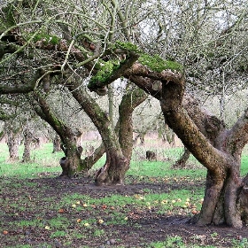 The Old Apple Orchard, Wisbech St. Mary - scrumpyboy