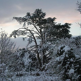 Snow-stricken cedar in All Saints Wokingham churchyard - areadeandavid