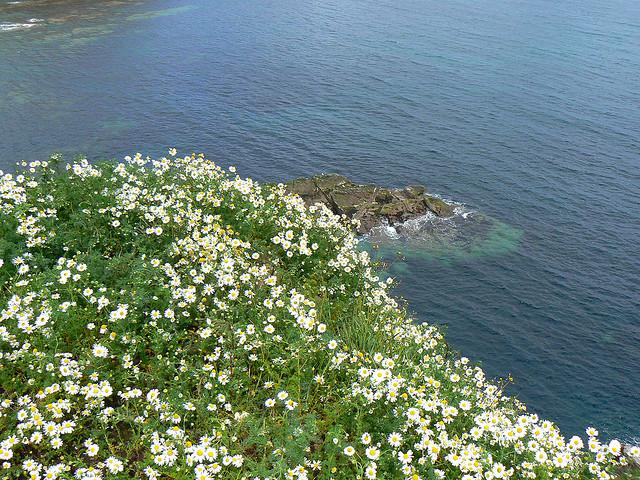 Clifftop