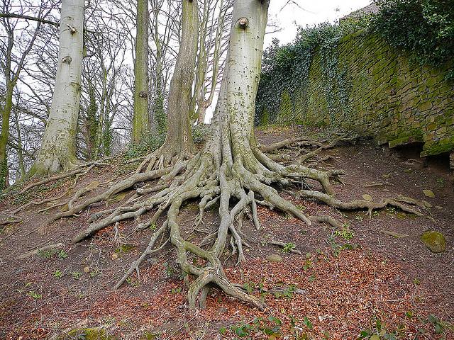 Tree roots