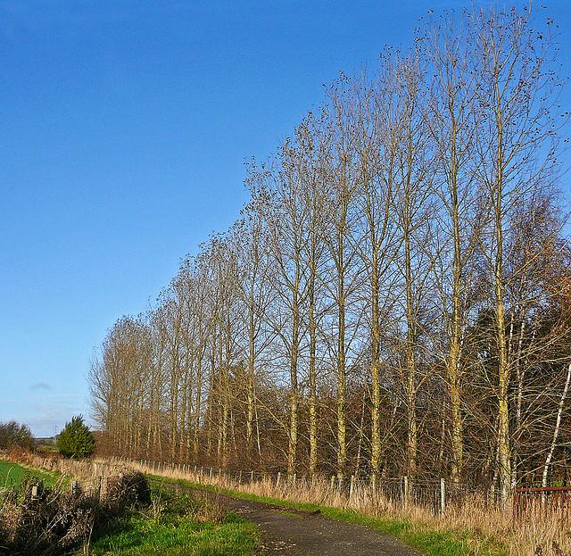 Green Lane