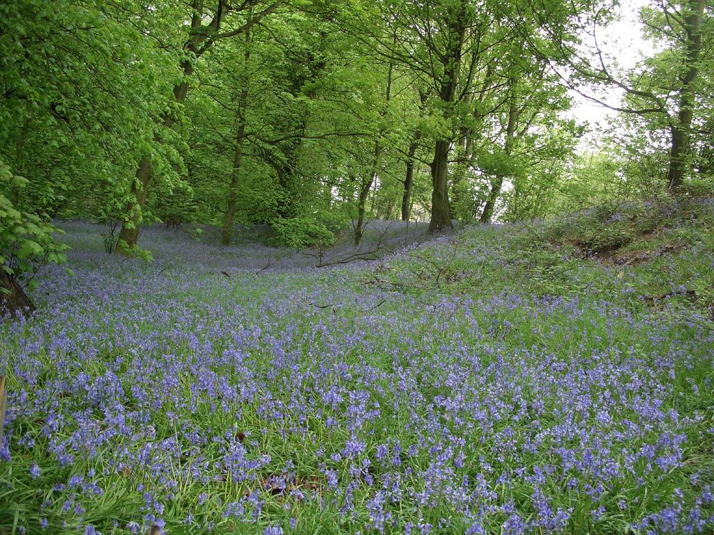 Bluebells