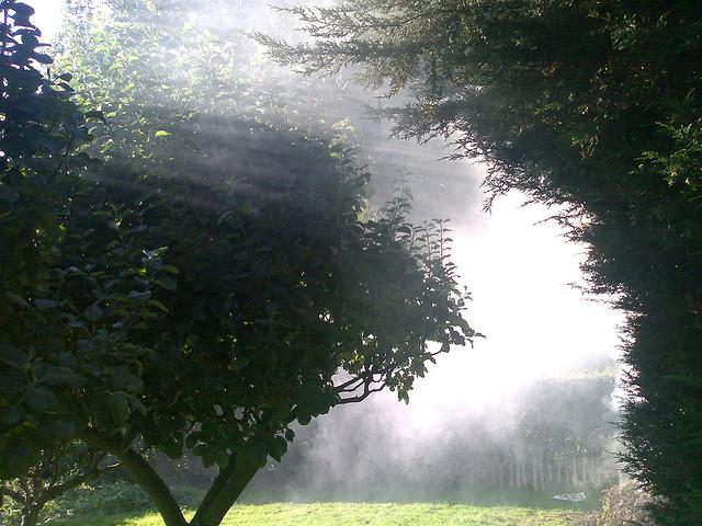 Low flying cloud in orchard