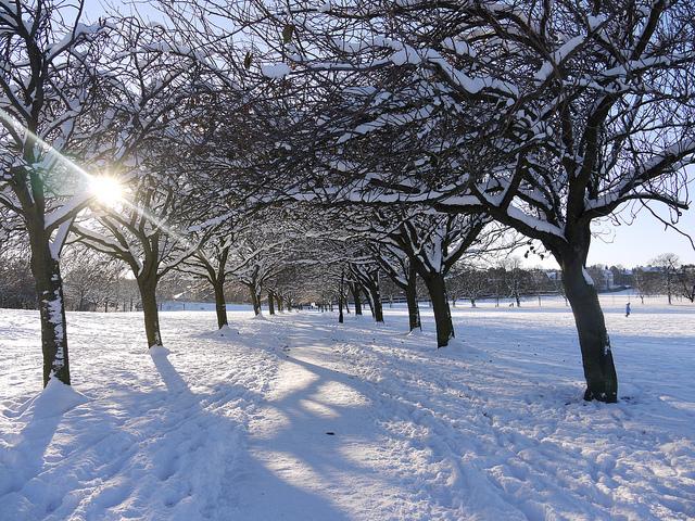Harrogate Stray