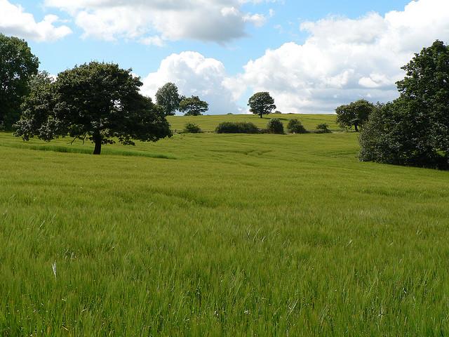 Barley field