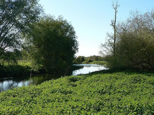 Along the River in Leatherhead