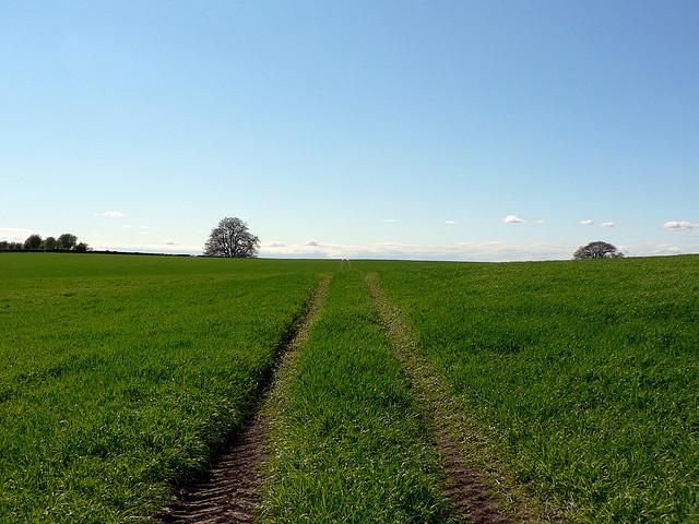 Meadow outside Bookham Common