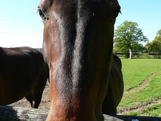 Why the long face?