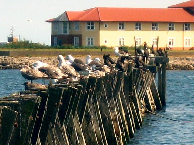 When the Boat Comes In...