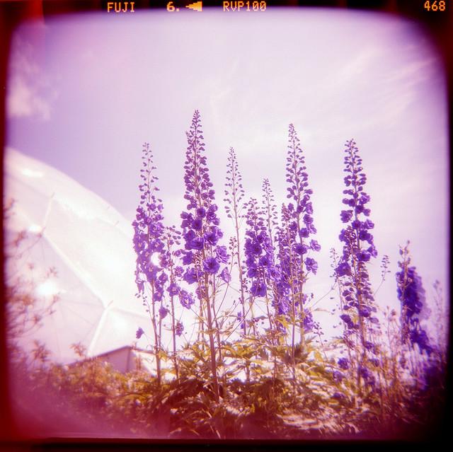 Eden Project Flowers