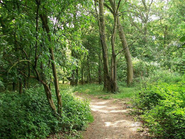 Serpentine Wood, Stevenage
