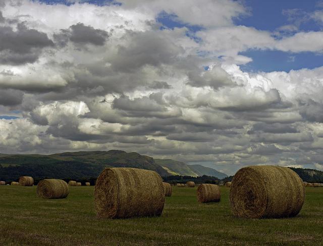 HEAVENLY HARVEST