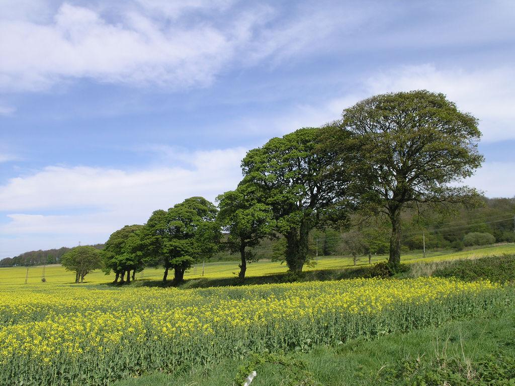 Trees In A Field