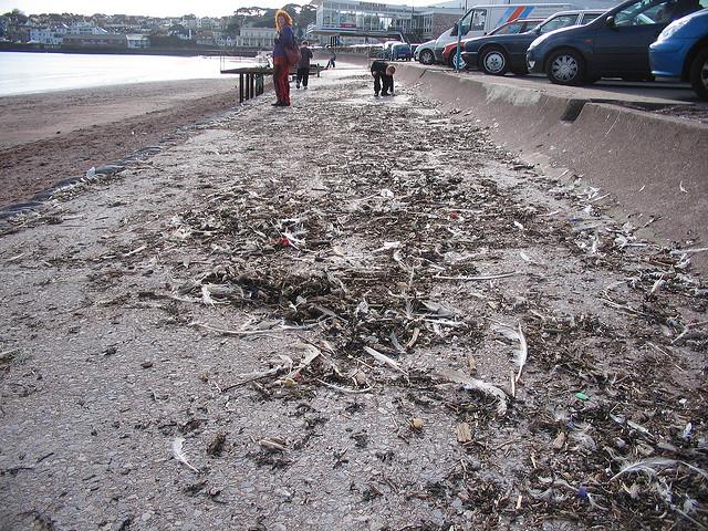 Torquay Seagull massacre of 2007