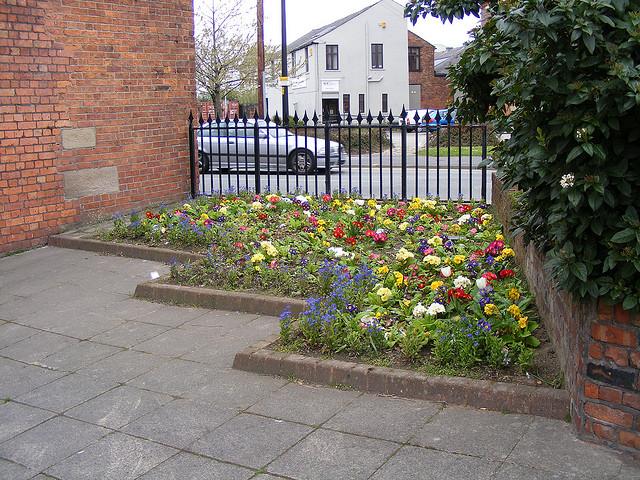 Crocuses