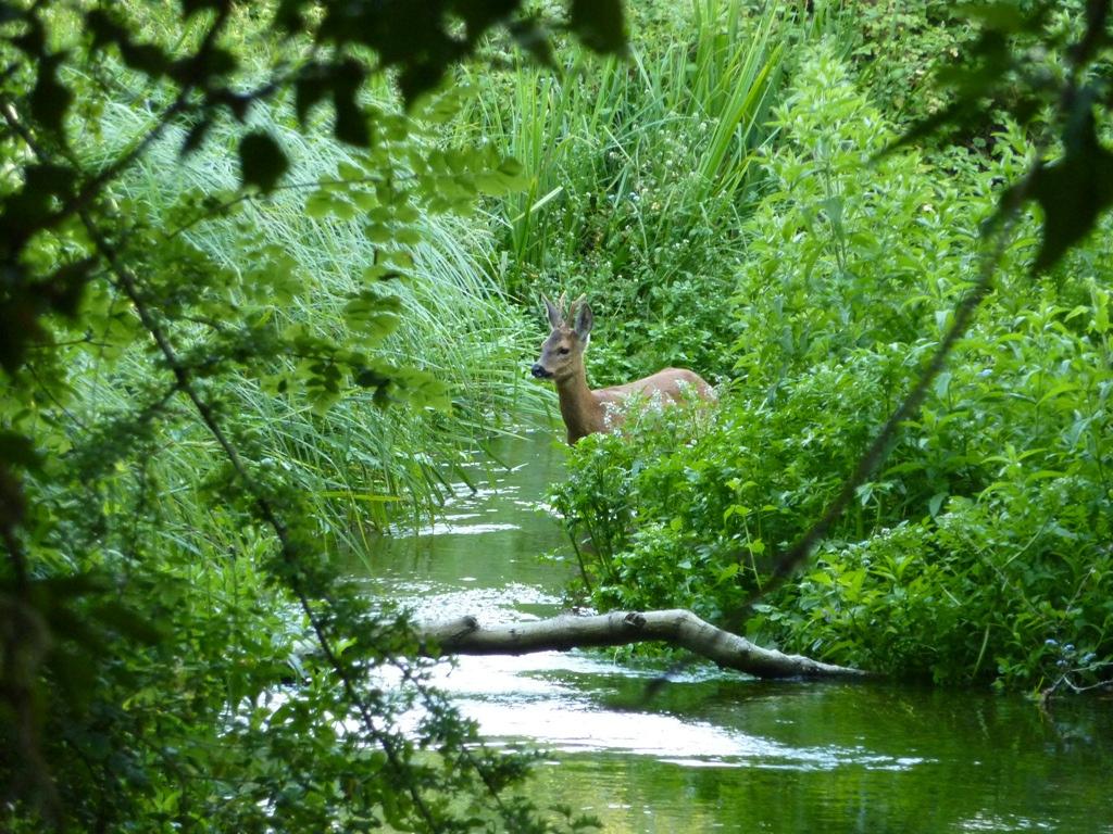 Roe deer in stream 1a