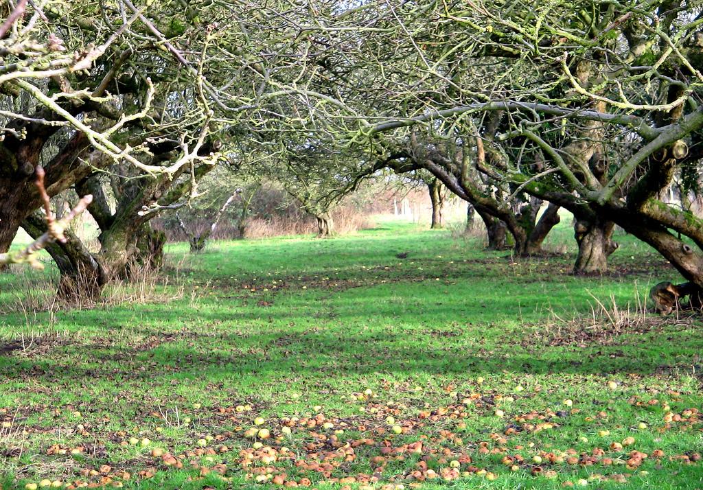 The Old Apple Orchard, Wisbech St. Mary
