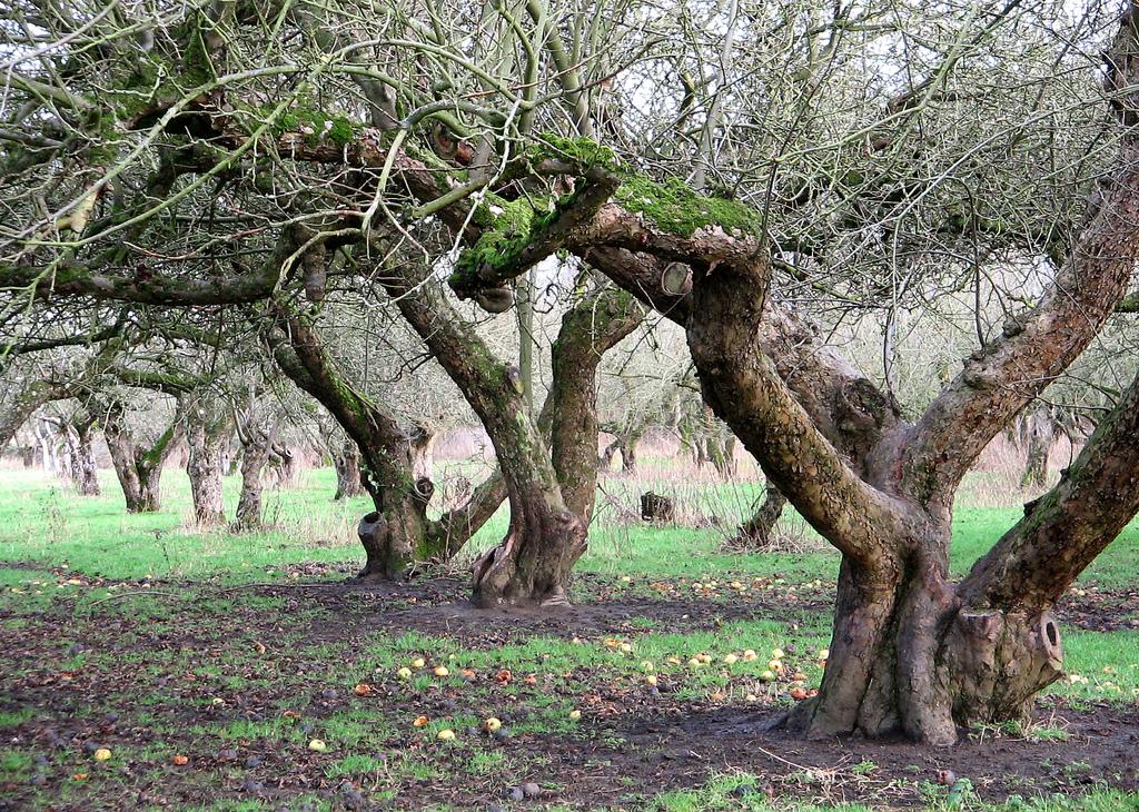 The Old Apple Orchard, Wisbech St. Mary