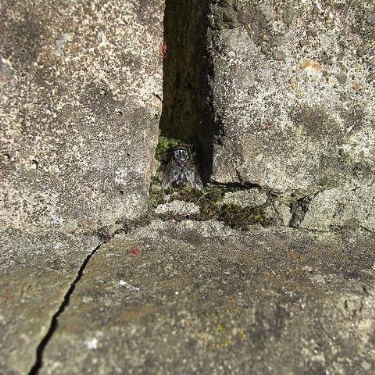 Burgess Hill